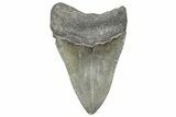 Fossil Megalodon Tooth - Georgia #338692-1